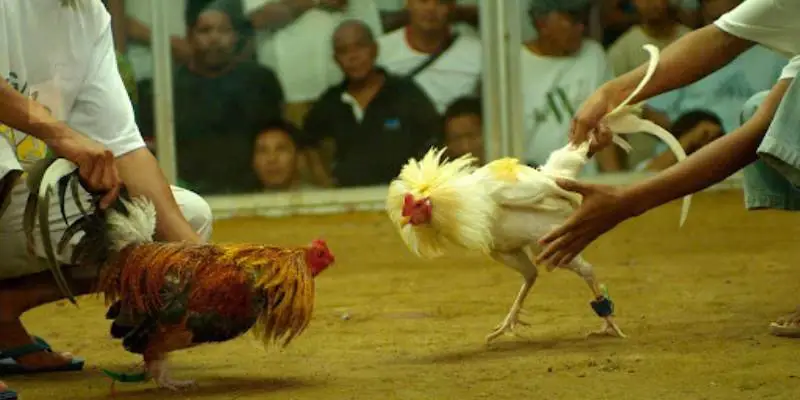 Đá gà cựa dao là gì? Tìm hiểu luật chơi và kinh nghiệm bách thắng 1 Đá gà cựa dao kịch tính, hấp dẫn thu hút đông đảo cược thủ tham gia